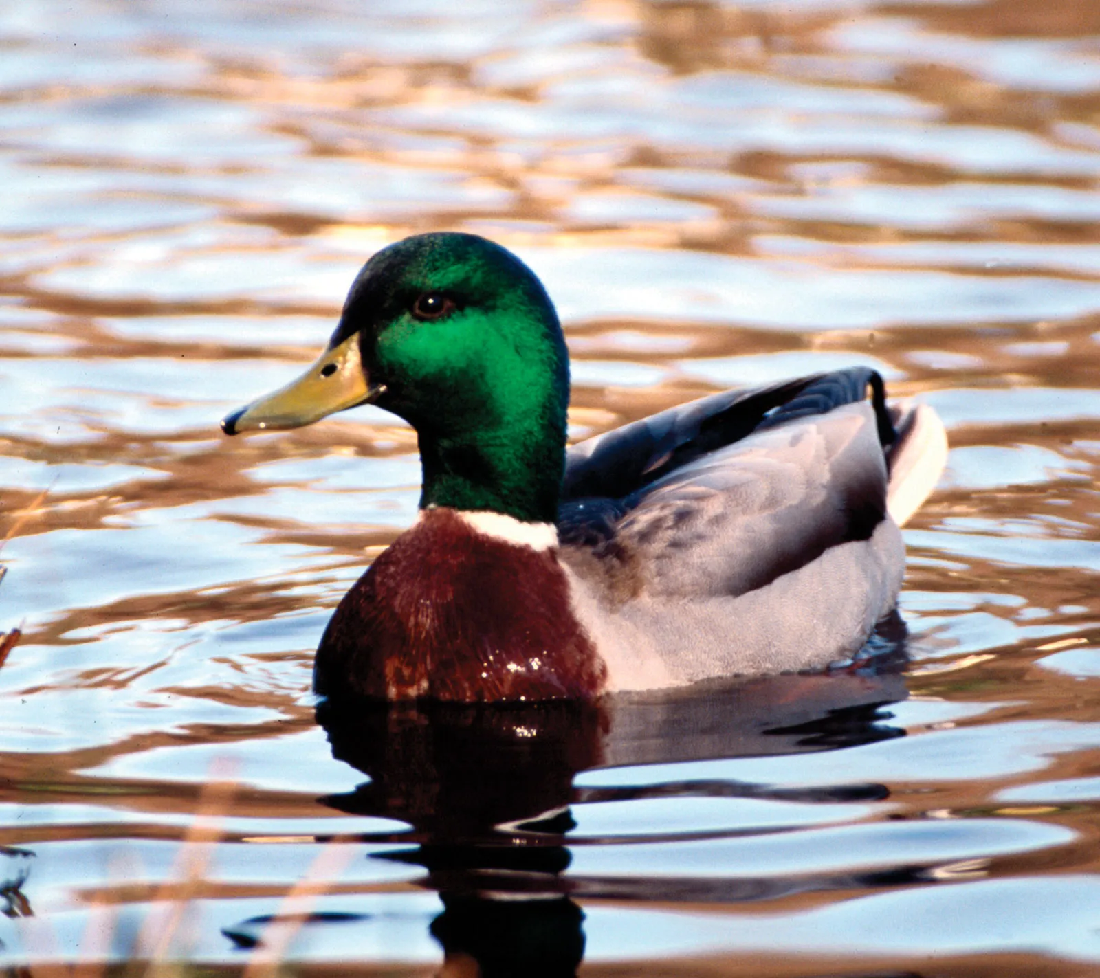 Mallard
